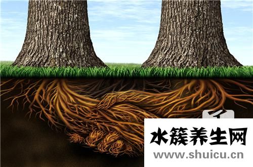 琥珀木對人危害