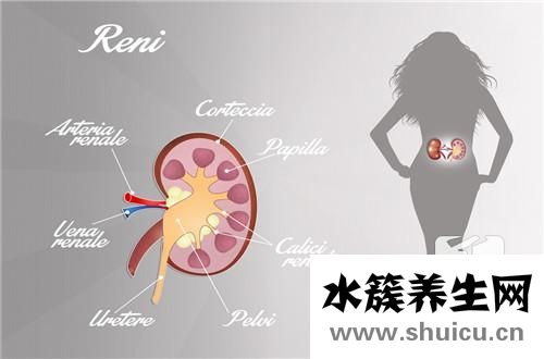 什么運(yùn)動(dòng)對腎好