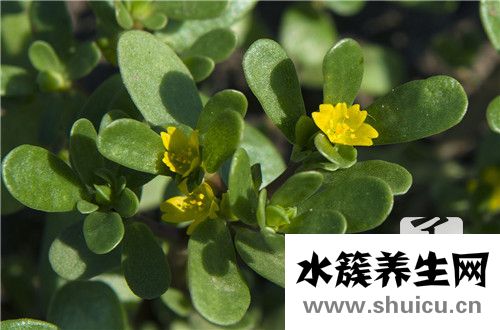 尋常疣用什么藥膏除根