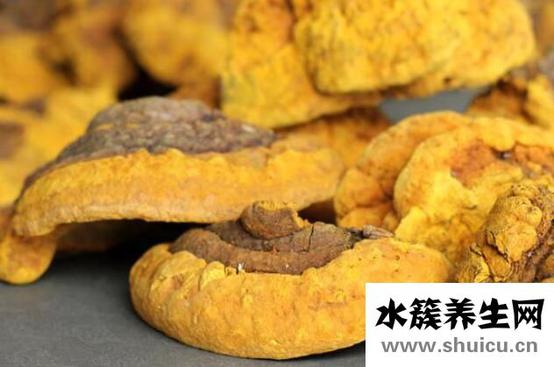 桑黃的功效與作用