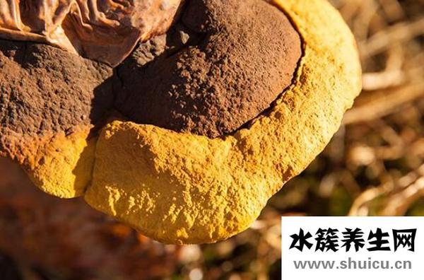 桑黃的功效與作用