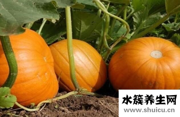 哪些人不能吃南瓜