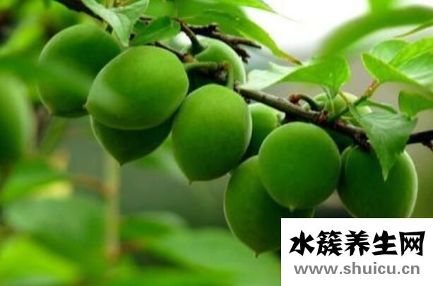 隨便果的作用與功效