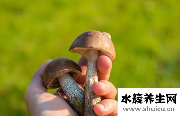 鹿茸菇的功效與作用