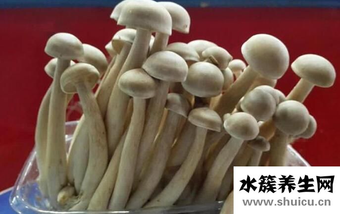 鹿茸菇的功效與作用