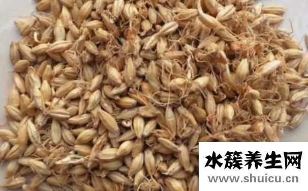 生麥芽泡水喝的功效