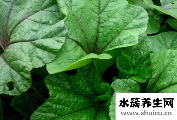 冬寒菜的功效與作用