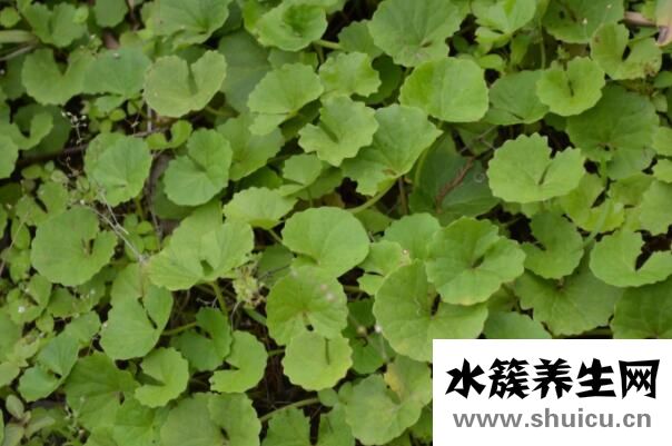 馬蹄草的功效與作用