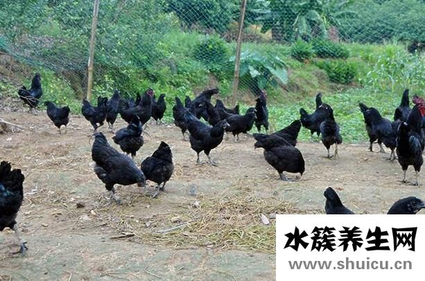 五黑雞的功效與作用