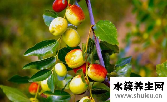 什么水果維生素c含量高