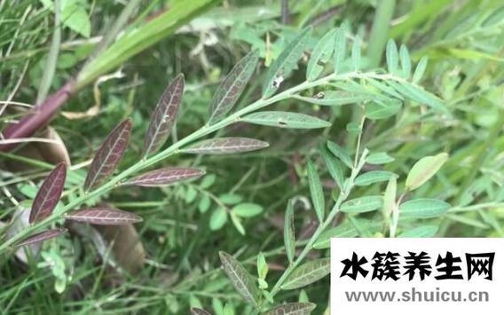 蜜甘草的功效與作用