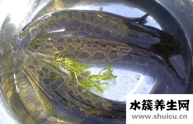 黑魚(yú)不適合什么人吃
