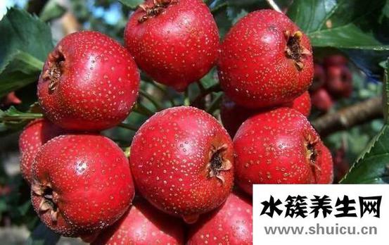 山楂的禁忌與副作用