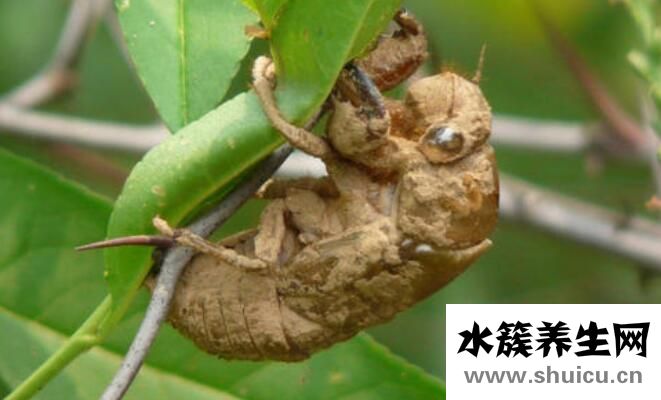 知了殼的功效與作用
