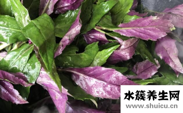 紅鳳菜的功效與作用