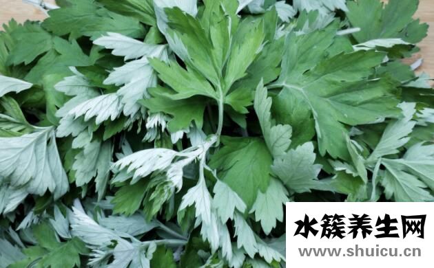 最有效的11種驅(qū)蚊方法