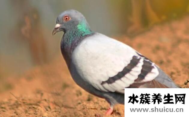 鴿子哪五種人不能吃