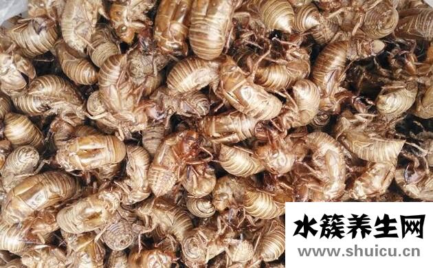 知了殼有什么藥用