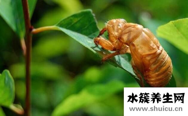 知了殼有什么藥用