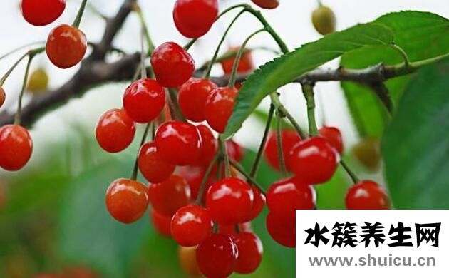 什么補血效果最好最快