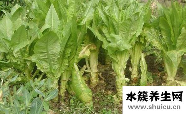 萵苣的功效與作用禁忌