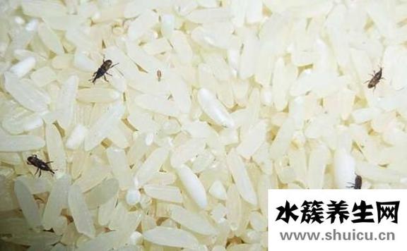 大米生蟲子處理小訣竅