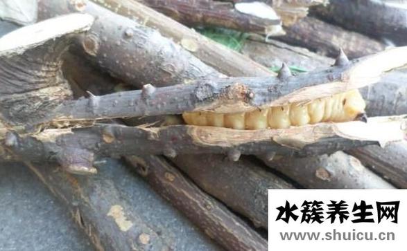 斗米蟲的功效與作用