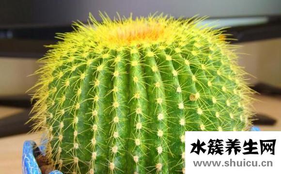 白領防輻射的方法