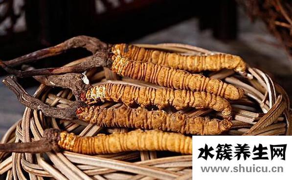 蟲草的功效與作用禁忌