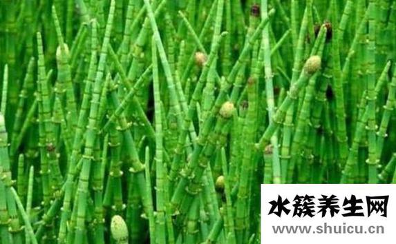 節(jié)節(jié)草能治什么病