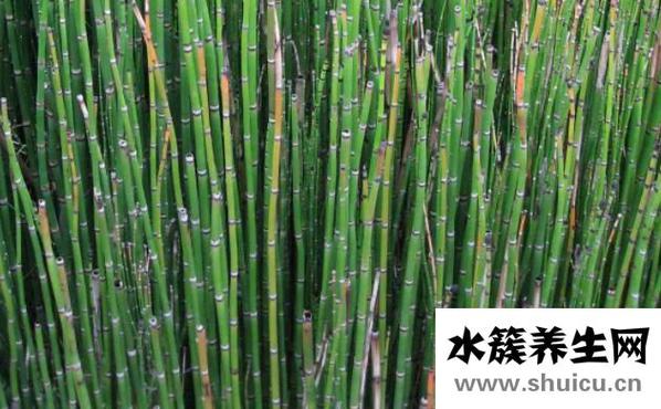 節(jié)節(jié)草能治什么病