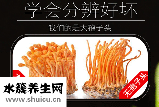 蛹蟲草的功效與作用