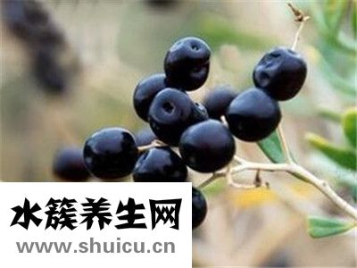 枸杞可以泡酒嗎