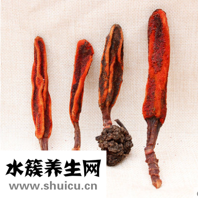 回春草的功效與作用