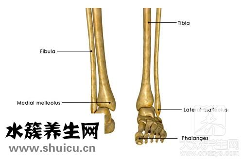 跖骨骨折愈合時間表