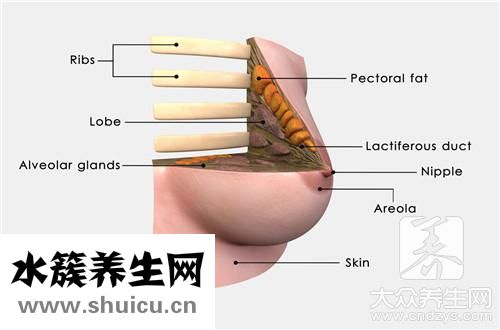 乳腺實性結節是什么
