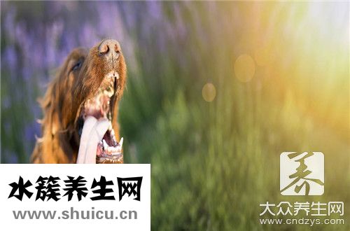 狂犬病會傳染嗎