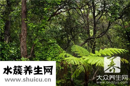 常春藤和常青藤一樣嗎