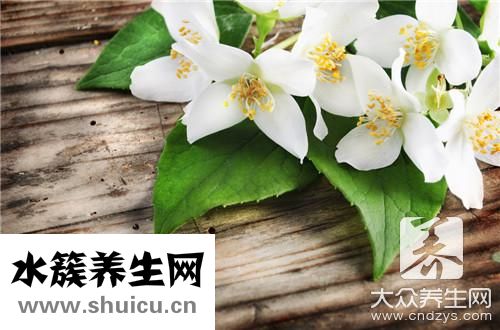 茉莉茶葉功效與禁忌