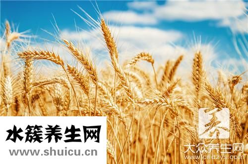 大麥若葉功效與作用