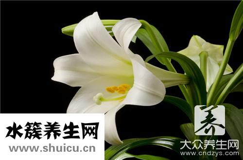 冰糖梨水功效與作用