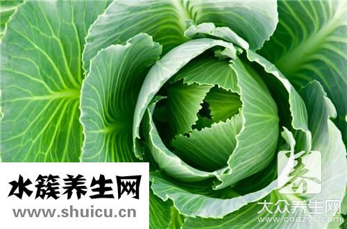 卷心菜和包菜區別