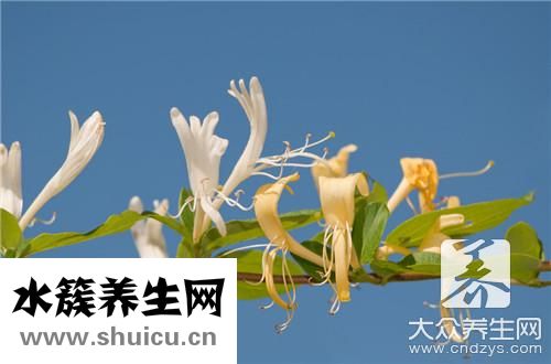 雞血藤手鐲有什么功效