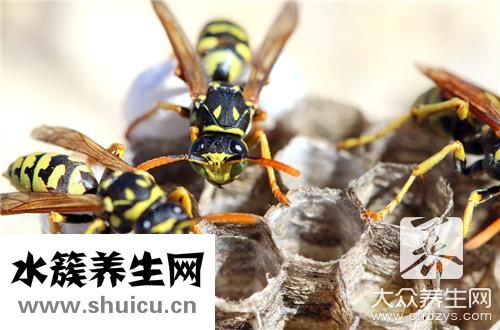 蜜蜂怕什么驅(qū)趕