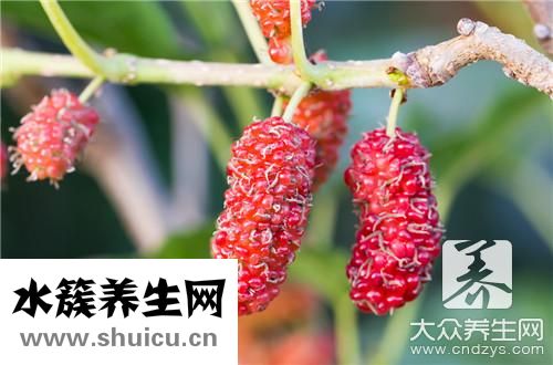 桑葚干泡水一天需幾粒