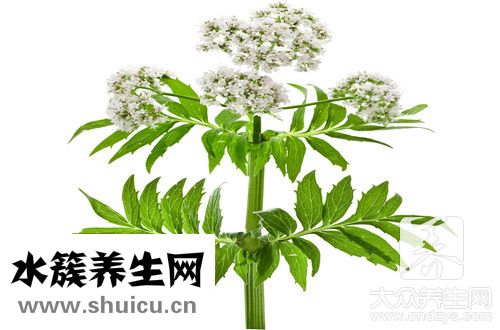 綠蘿有什么作用