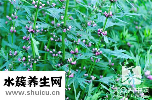 綠蘿有什么作用