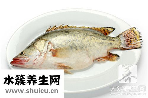 野生鯉魚
