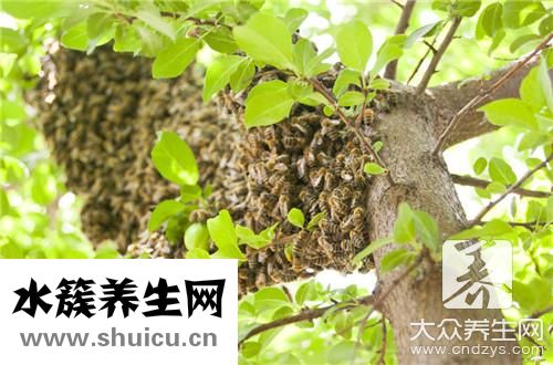 被蜜蜂蟄了幾天能消腫