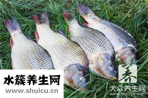 鯇魚和草魚區(qū)別